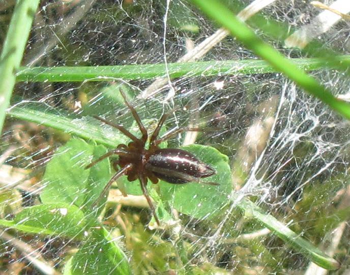 Agelena labyrinthica - Sostegno (BI)